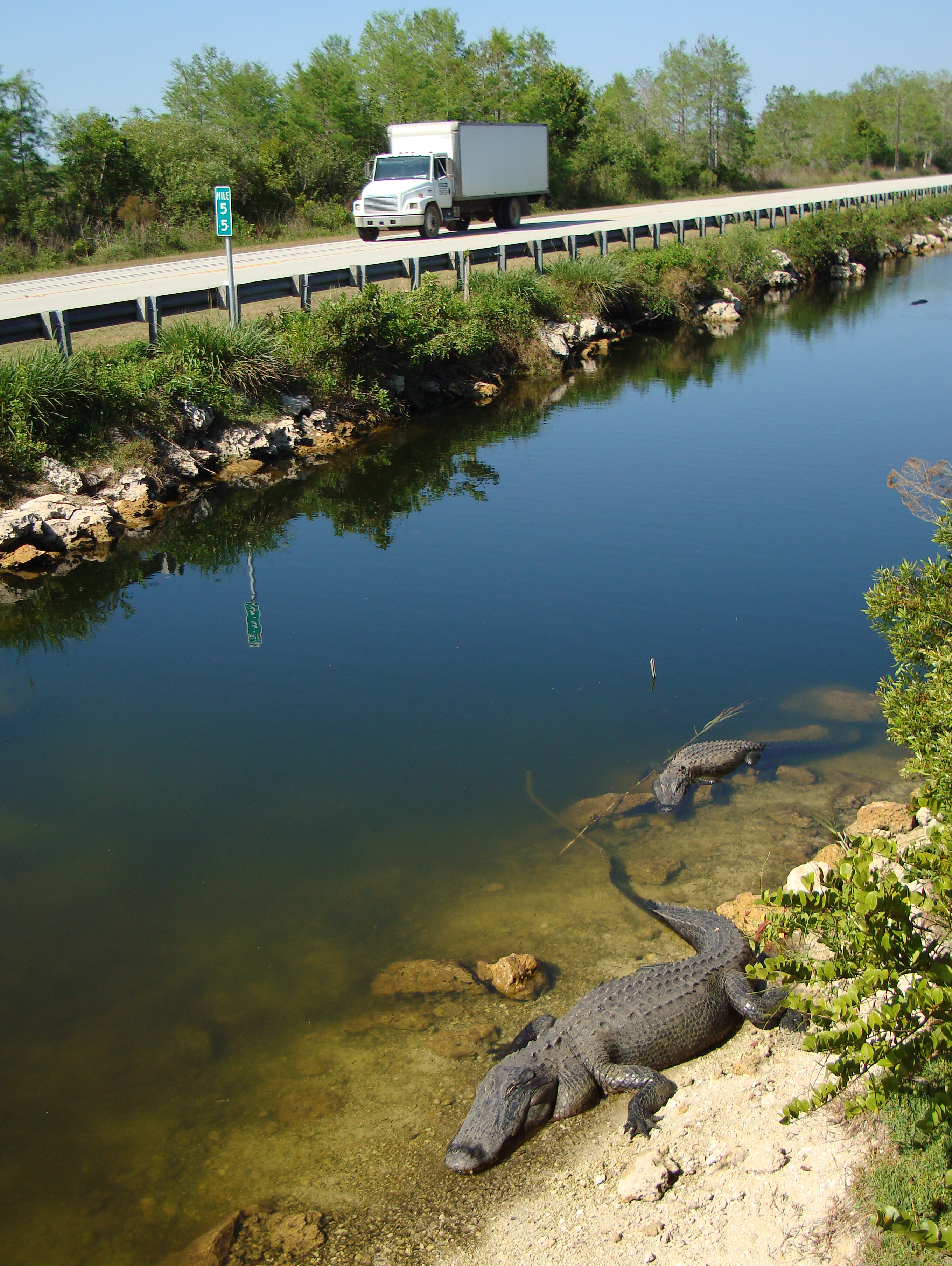 Alligator, Everglades, Florida